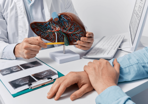 Model of the liver